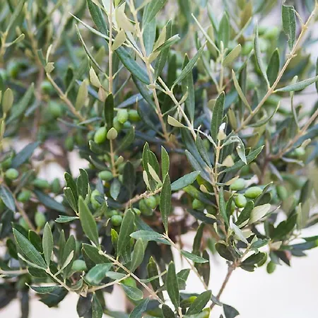 Boutique Adults Only 12plus *