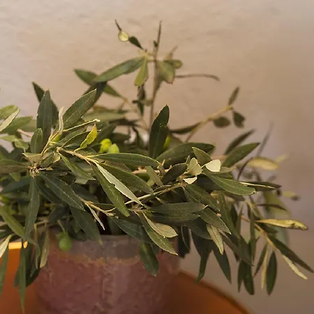 Hotel Boutique Adults Only 12plus Liménion