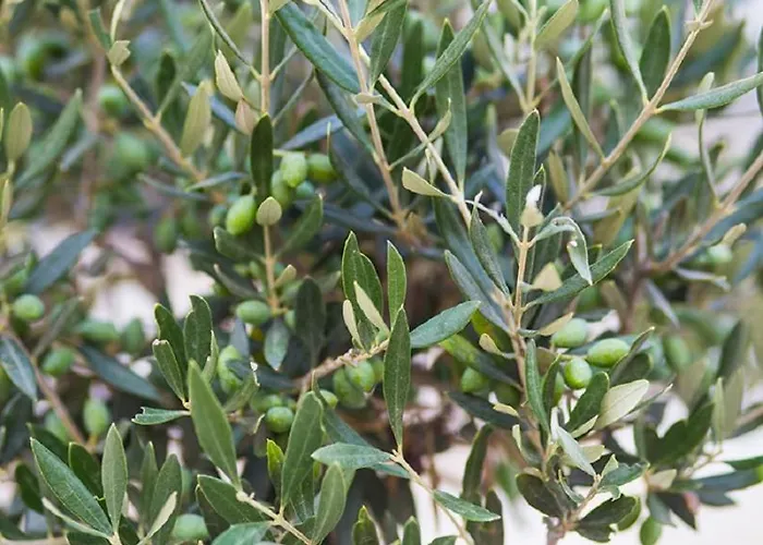 Boutique Adults Only 12plus *