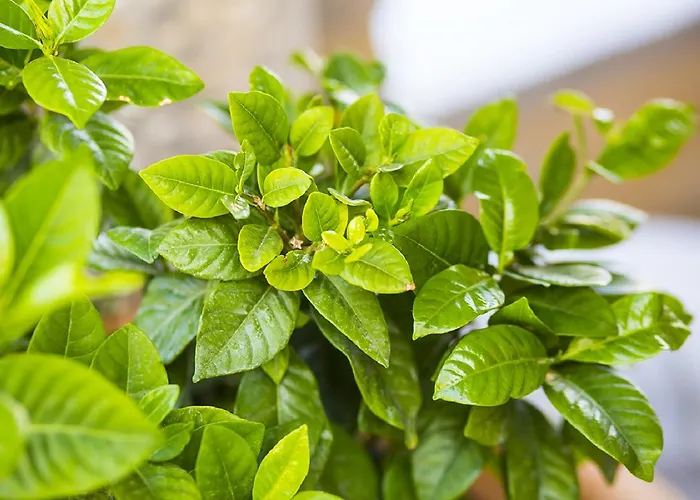 Boutique Adults Only 12plus Hotel